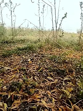 himvilohi08 online show from 02/04/26, 04:07