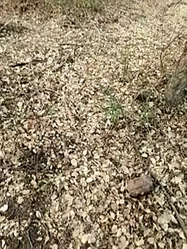 himvilohi08 online show from 05/23/26, 01:15