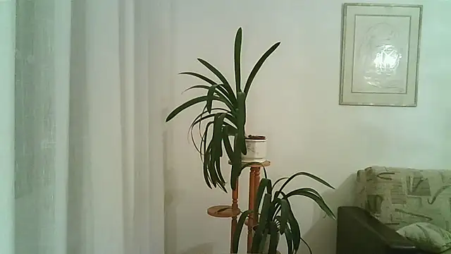 Dartanjanas13 online show from 11/28/25, 08:11