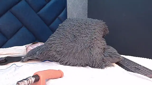 shanthal bllizz online show from 04/23/26, 03:08