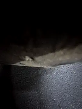 odilicia online show from 12/01/25, 11:04