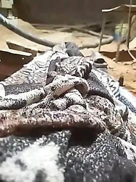 Snapshot of ParousFlow chatting on 10/11/25, 11:03 ParousFlow online show from 10/11/25, 11:03