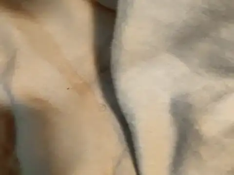 Pollagorda 34877 online show from 11/19/25, 12:38