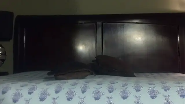 Hornylouisewil online show from 11/21/25, 12:43