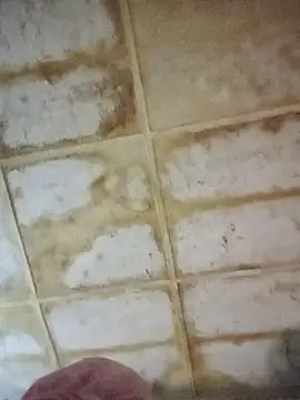 RFeltomWhitJ online show from 11/18/25, 11:15