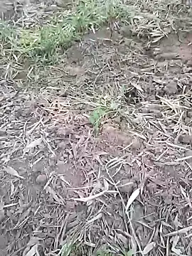 sonotutto online show from 10/07/25, 05:54