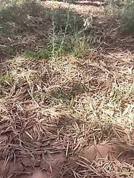 sonotutto online show from 10/10/25, 12:15