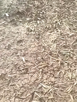 sonotutto online show from 10/16/25, 08:04