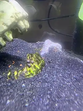 saumon3022 online show from 02/08/26, 09:13