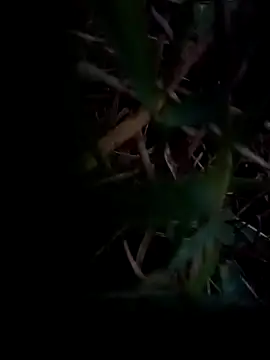 dolphiinn online show from 02/01/26, 01:04