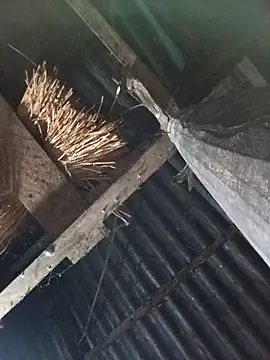 Snapshot of _Helala_ chatting on 10/17/25, 11:07 Helala online show from 10/17/25, 11:07