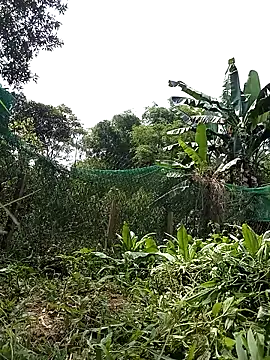 Ngocmi909 online show from 04/21/26, 02:51