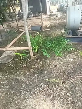 Snapshot of sima024 chatting on 11/11/25, 07:52 sima024 online show from 11/11/25, 07:52