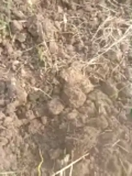 Susila ji online show from 11/20/25, 09:20