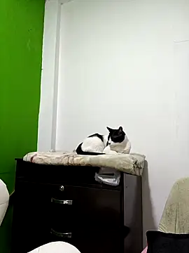 kate rosse02 online show from 02/11/26, 08:41