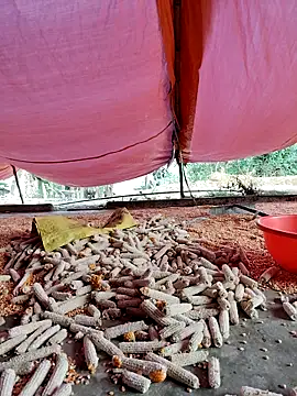 Tin tanny online show from 11/27/25, 12:13