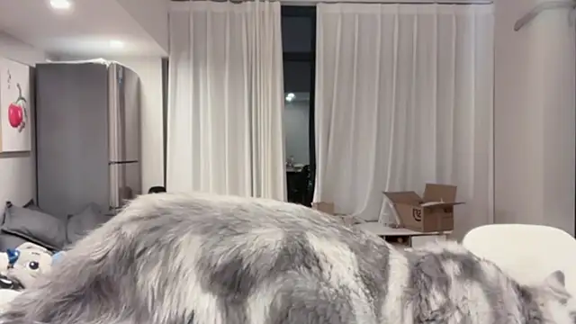 ZhaoZhao-ZM online show from 10/11/25, 02:15