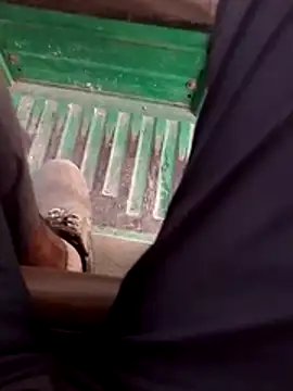 haryanaboypanipat12 online show from 04/17/26, 12:52