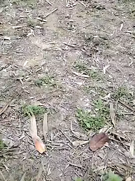 Nehal979 online show from 02/04/26, 06:41