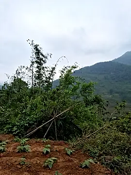 diamond-- online show from 04/22/26, 11:50