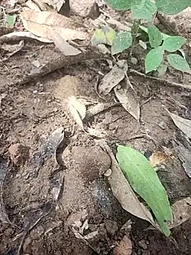 telugumodda4396 online show from 10/14/25, 05:30