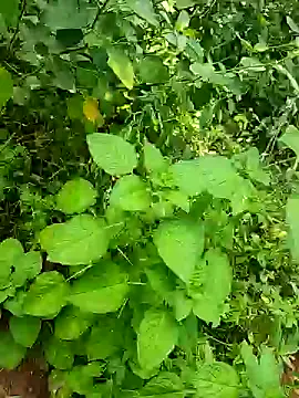 telugumodda4396 online show from 10/25/25, 05:48