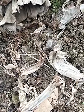 Sikici0734 online show from 02/03/26, 06:40