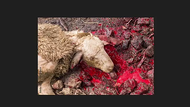 Playful Lia online show from 04/12/26, 02:05