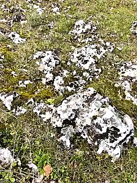 Sert erkek21 ysm online show from 03/30/26, 01:12