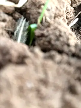 DirtybhabhiGoal online show from 11/22/25, 06:56