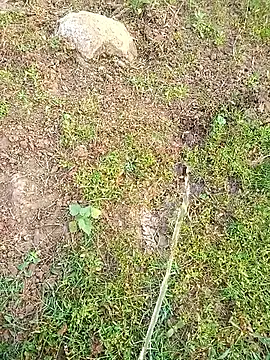 kumarstelugu online show from 01/16/26, 02:59