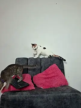 Mia fox29 online show from 11/13/25, 11:20