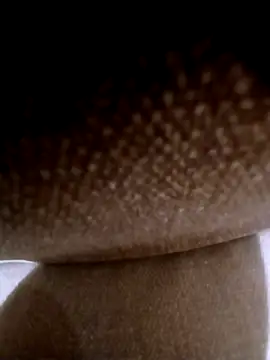 pino870 online show from 03/03/26, 11:54