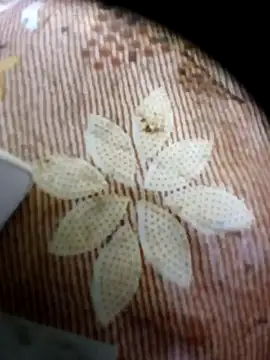 pino870 online show from 04/16/26, 11:18