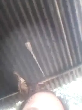 jacka 305 online show from 01/11/26, 06:51