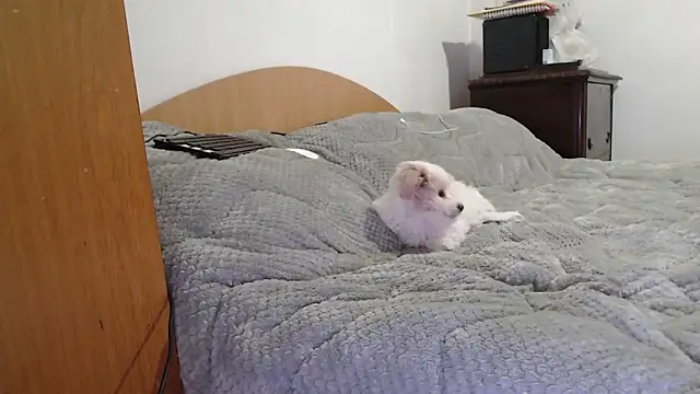 Snapshot of MissyDior8 chatting on 02/04/26, 09:59 MissyDior8 online show from 02/04/26, 09:59