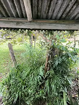 Snapshot of Monahliza chatting on 03/12/26, 12:55 Monahliza online show from 03/12/26, 12:55