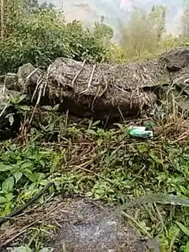 Pampirara online show from 03/26/26, 08:53