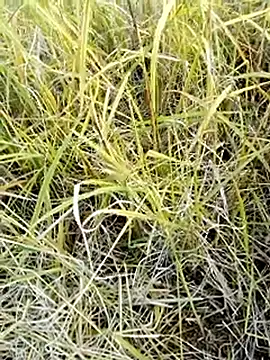 beba1100 online show from 11/25/25, 08:36