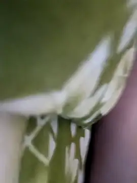 Snapshot of Aalam_0890 chatting on 12/15/25, 11:03 Aalam 0890 online show from 12/15/25, 11:03