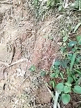 neko-nancy online show from 01/19/26, 09:02