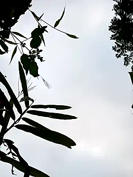 little-effy online show from 01/17/26, 12:15