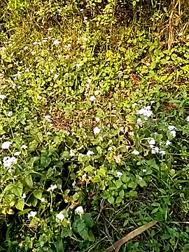 seacyre online show from 04/13/26, 01:00