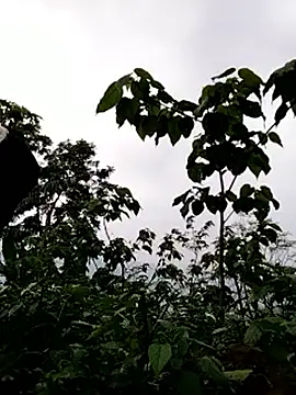 galaxy898 online show from 03/15/26, 10:54