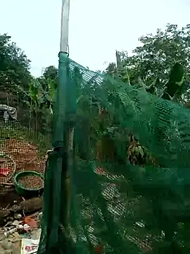 congchua977 online show from 03/02/26, 02:58