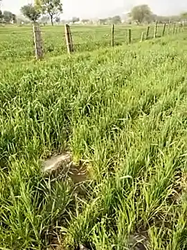 Snapshot of hornycouple20000 chatting on 01/09/26, 05:10 hornycouple20000 online show from 01/09/26, 05:10