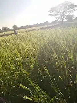 Snapshot of hornycouple20000 chatting on 01/14/26, 11:05 hornycouple20000 online show from 01/14/26, 11:05