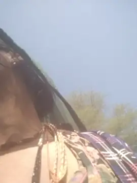 Snapshot of hornycouple20000 chatting on 02/05/26, 05:01 hornycouple20000 online show from 02/05/26, 05:01