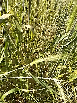 Snapshot of hornycouple20000 chatting on 02/16/26, 09:16 hornycouple20000 online show from 02/16/26, 09:16