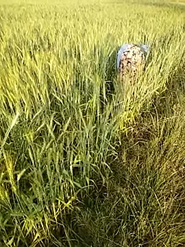 Snapshot of hornycouple20000 chatting on 02/21/26, 11:55 hornycouple20000 online show from 02/21/26, 11:55